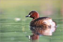 <p>POTÁPKA MALÁ (Tachybaptus ruficollis) /Little grebe – Zwergtaucher/</p>